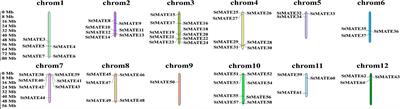 Genome-Wide Identification of MATE Gene Family in Potato (Solanum tuberosum L.) and Expression Analysis in Heavy Metal Stress